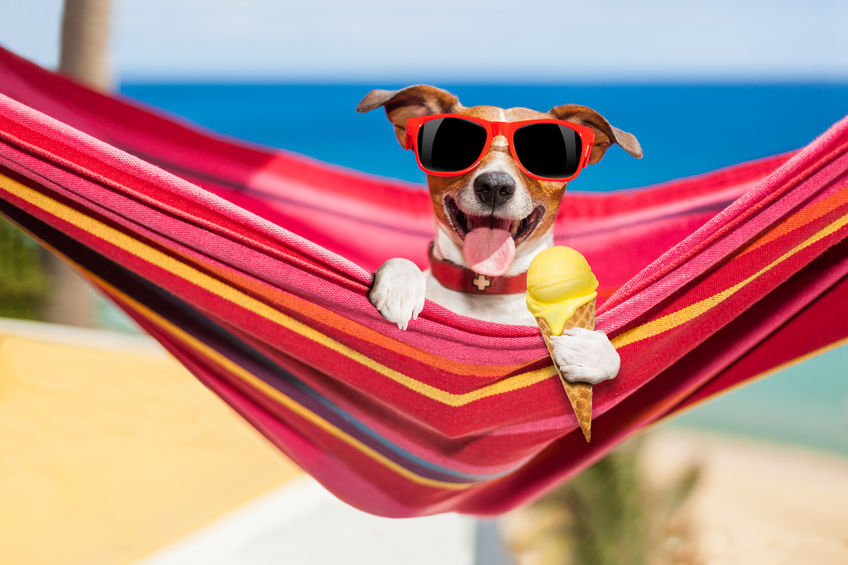 Pension canine — Dogland