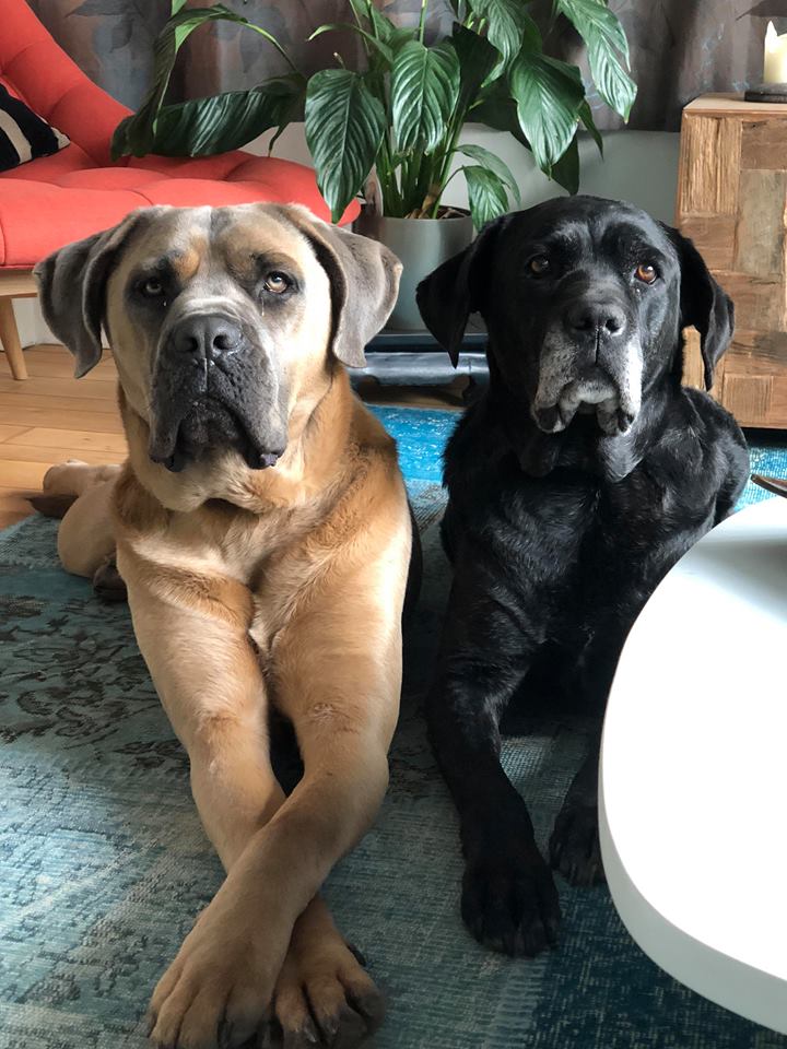 Chivas et Modjo, chien de Leslie P.
