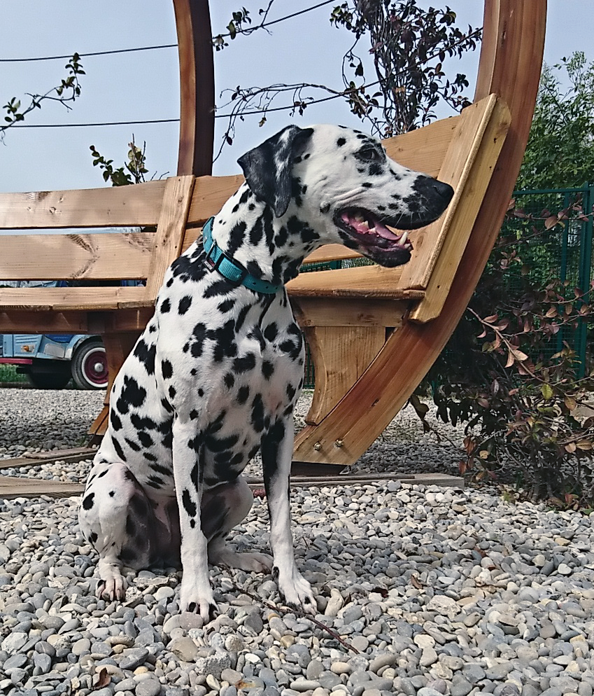 Naya, chien de Yoan J.