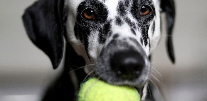 Séance d'éducation canine à Dogland