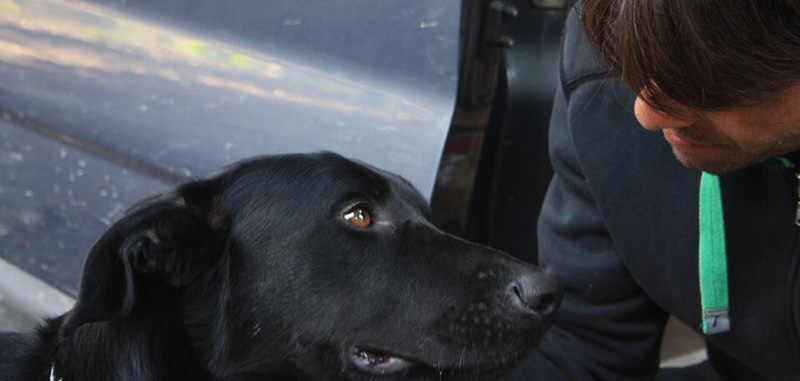 Chien dressé pour le cinéma