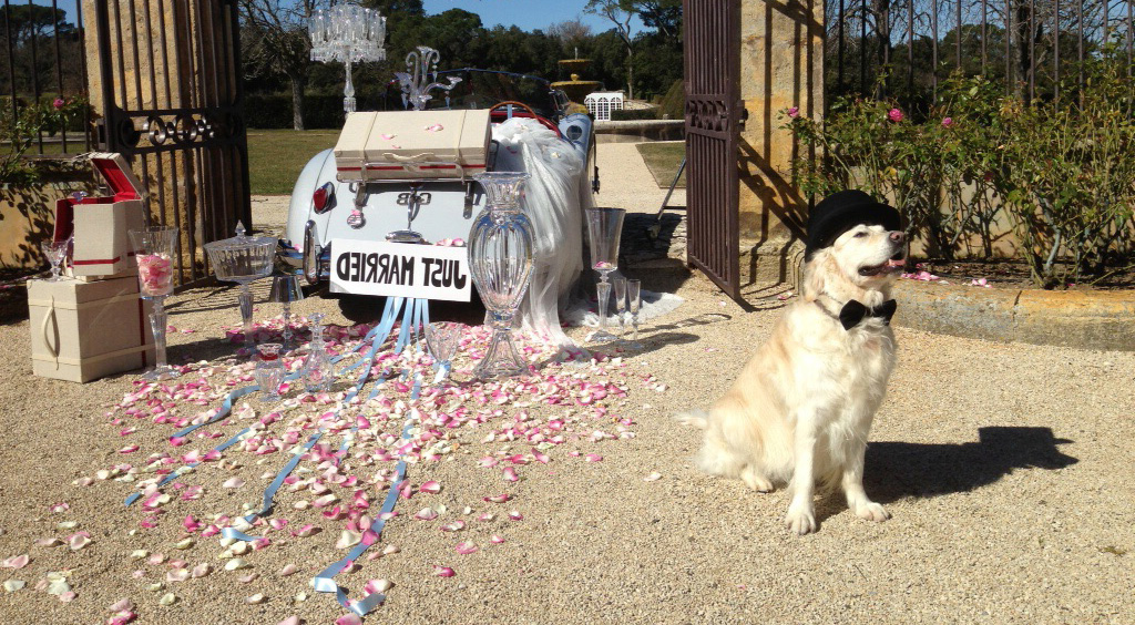 Représentation canine Dogland