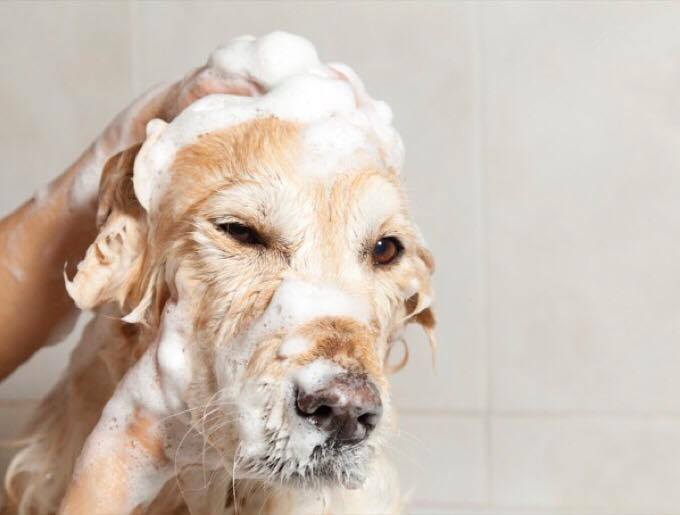 Toilettage pour chien