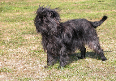 Affenpinscher