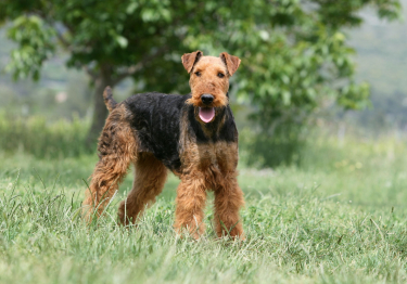 Airedale Terrier