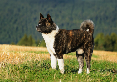 Akita Américain