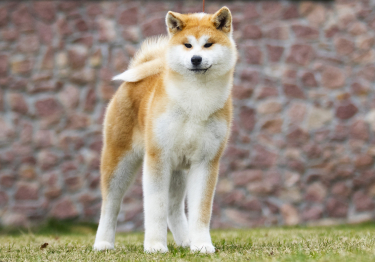 Image Akita Inu