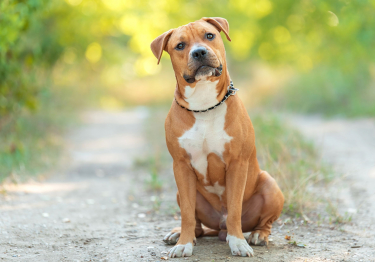 American Staffordshire Terrier