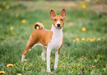 Image Basenji