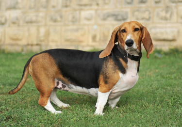 Basset Artésien-Normand