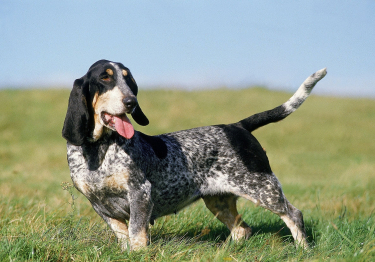 Basset Bleu de Gascogne