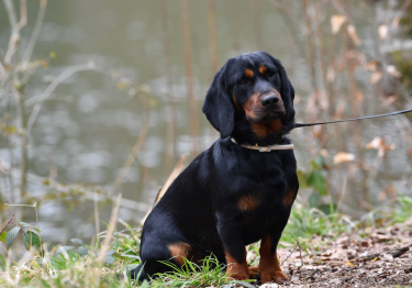 Basset des Alpes