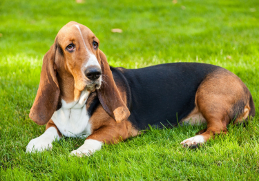 Image Basset Hound