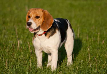 Image Beagle