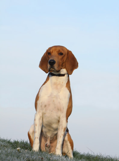 Beagle-Harrier