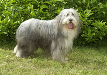 Bearded Collie