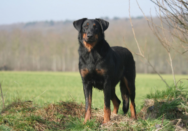 Image Beauceron