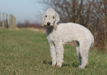 Image Bedlington Terrier