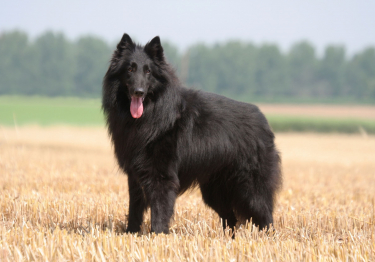 Berger Belge Groenendael