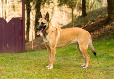 Berger Belge Malinois