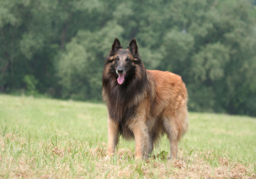 Berger Belge Tervueren