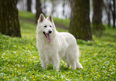 Image Berger Blanc Suisse