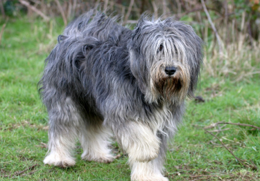 Berger Polonais de Plaine