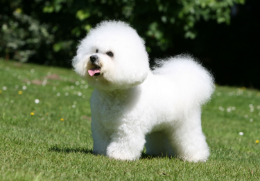 Bichon à poil frisé