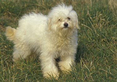 Bichon Bolonais