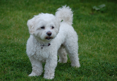 Bichon Maltais