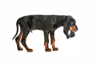 Black and Tan Coonhound