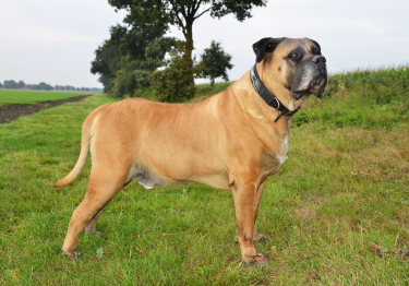 Image Boerbull