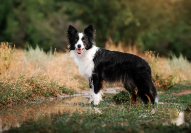 Image Border Collie