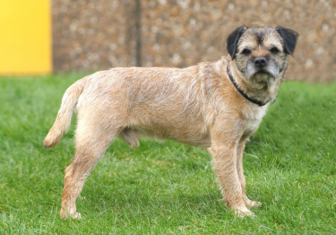 Image Border Terrier