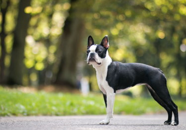 Boston Terrier