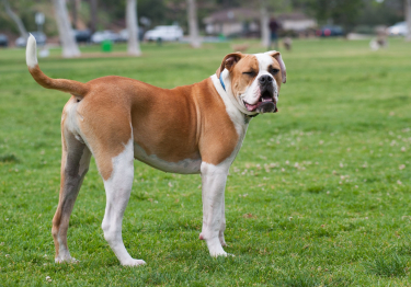 Bouledogue Américain