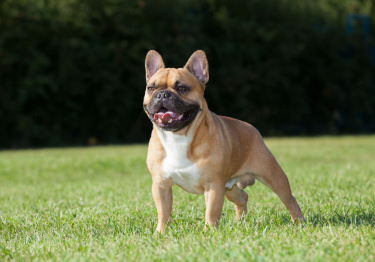 Bouledogue Français