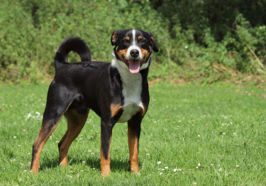 Bouvier d'Appenzell