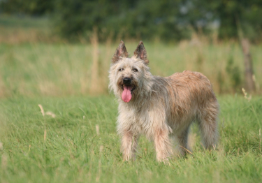 Bouvier des Ardennes