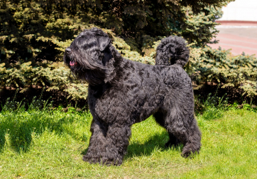 Image Bouvier des Flandres