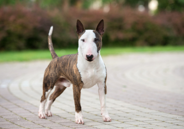 Bull Terrier