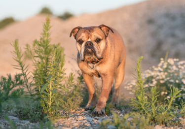 Bulldog Continental