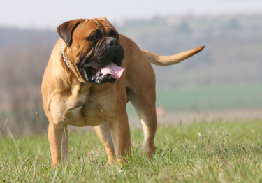 Image Bullmastiff