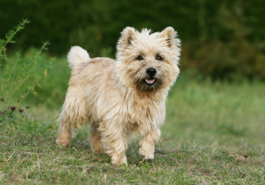 Cairn Terrier