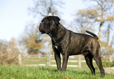 Image Cane Corso