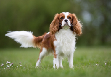 Image Cavalier King Charles Spaniel