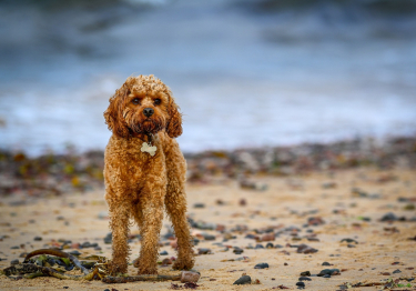 Image Cavapoo