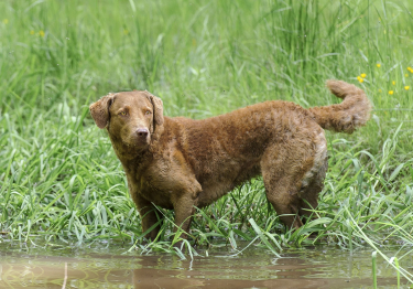 Image Chesapeake Bay Retriever