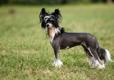 Chien chinois à crête