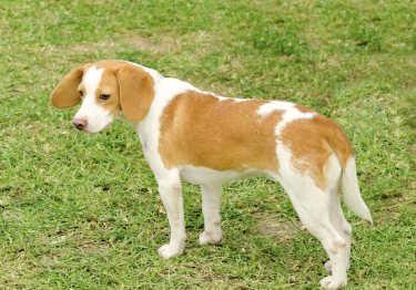 Chien courant d'Istrie à poil ras